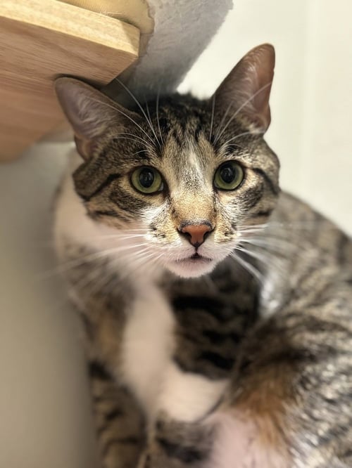 BREAD & BUTTER PICKLES - Domestic Short Hair / Domestic Short Hair available for adoption