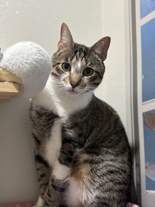 BREAD & BUTTER PICKLES - Domestic Short Hair / Domestic Short Hair available for adoption