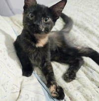 Seraphina - Photo 2