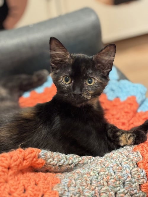 SERAPHINA - Domestic Medium Hair / Domestic Short Hair available for adoption