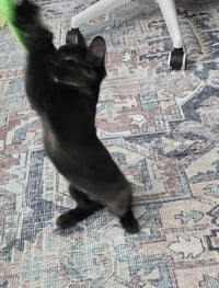 Seraphina - Photo 4