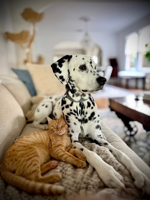 OVI - Domestic Short Hair / Domestic Short Hair available for adoption
