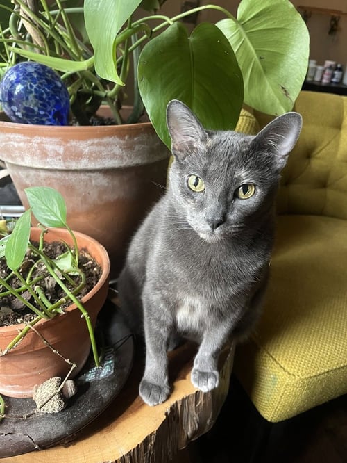 GRYLA - Domestic Short Hair / Domestic Short Hair available for adoption