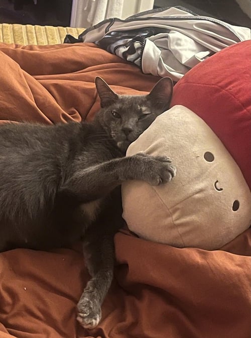 GRYLA - Domestic Short Hair / Domestic Short Hair available for adoption