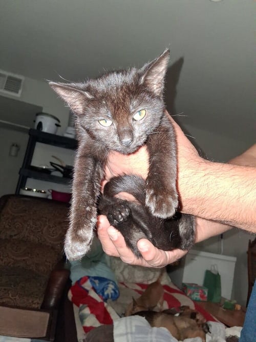 MCINTOSH - Domestic Short Hair / Domestic Short Hair available for adoption