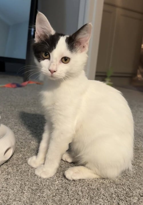 TABASCO - Domestic Medium Hair / Domestic Medium Hair available for adoption