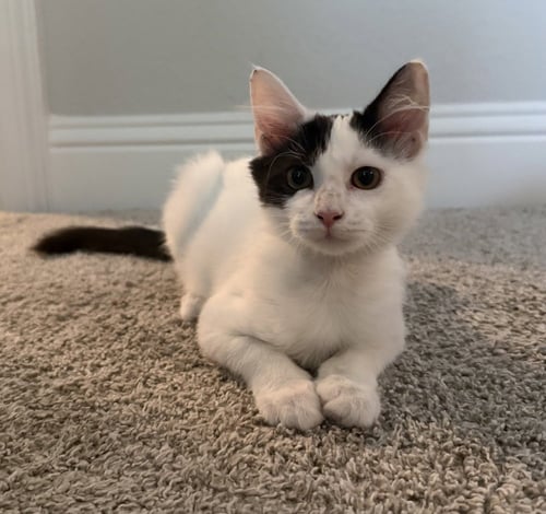 TABASCO - Domestic Medium Hair / Domestic Medium Hair available for adoption