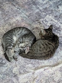 Oatmeal Creme Pie - Photo 4