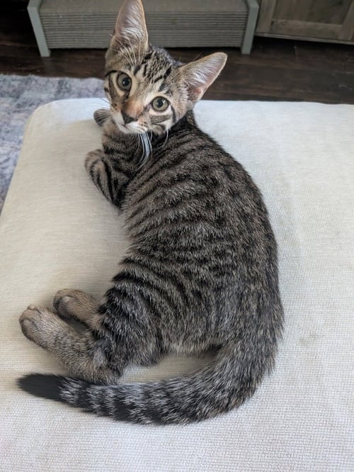 OATMEAL CREME PIE - Domestic Short Hair / Domestic Short Hair available for adoption