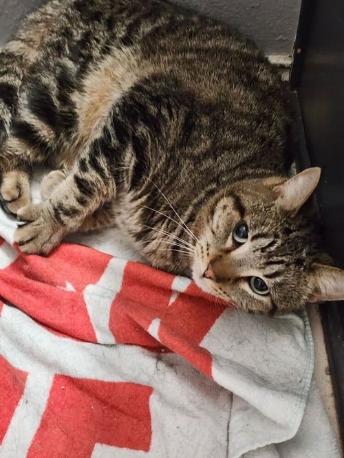 A ROSIE POSIE SUITS - Domestic Short Hair / Domestic Short Hair available for adoption