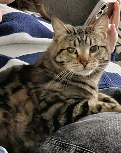 A ROSIE POSIE SUITS - Domestic Short Hair / Domestic Short Hair available for adoption
