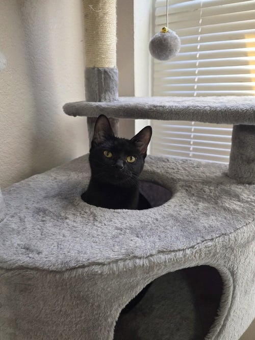 BRICKETTE - Domestic Short Hair / Domestic Short Hair available for adoption