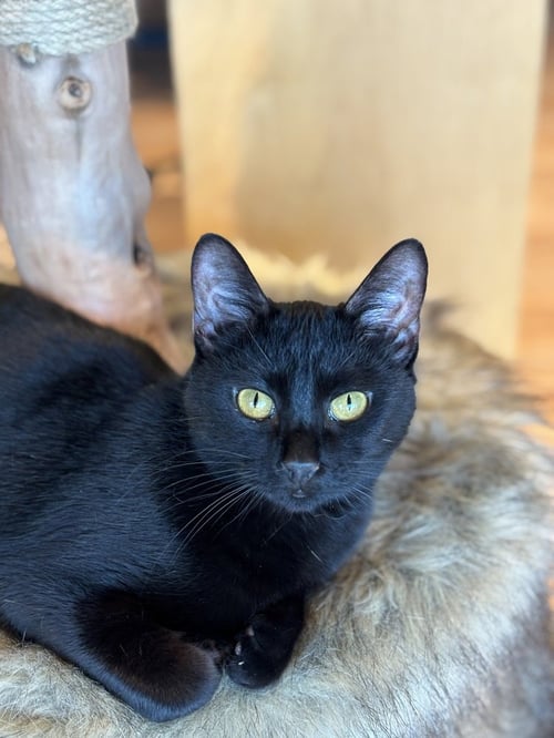 BRICKETTE - Domestic Short Hair / Domestic Short Hair available for adoption