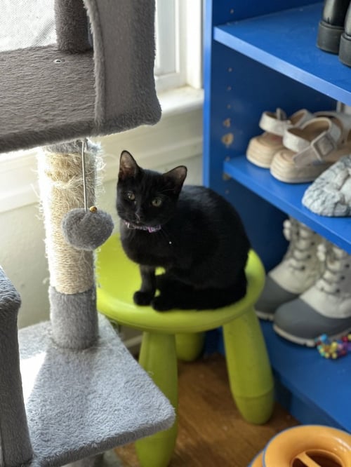 JAMMIE DODGER - Domestic Short Hair / Domestic Short Hair available for adoption