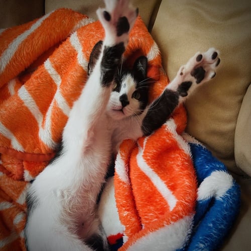 PIP - Domestic Short Hair / Domestic Short Hair available for adoption
