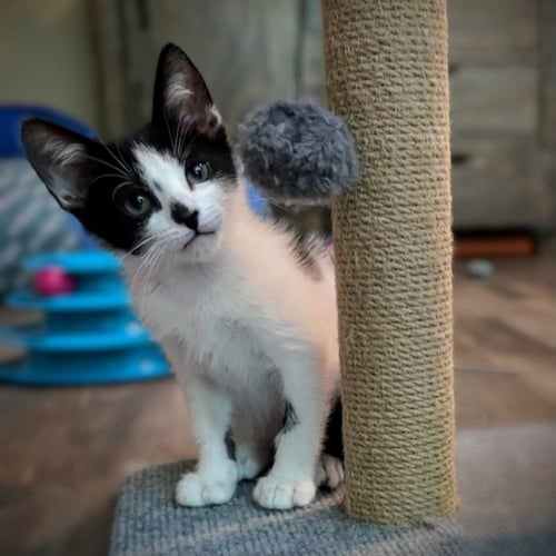 PIP - Domestic Short Hair / Domestic Short Hair available for adoption