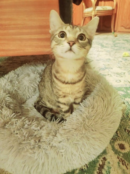 HARLEY - Domestic Short Hair / Domestic Short Hair available for adoption