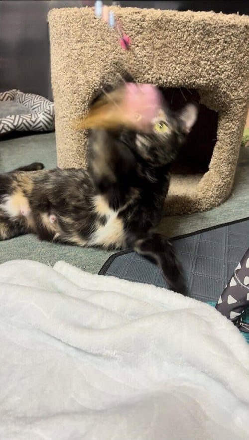 AUDREY HEPBURN - Domestic Short Hair / Domestic Short Hair available for adoption