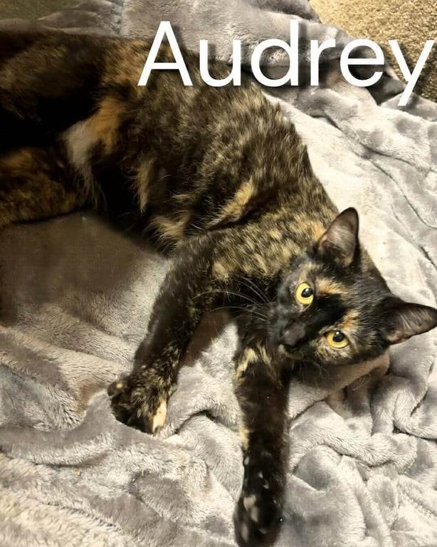 Audrey Hepburn Image
