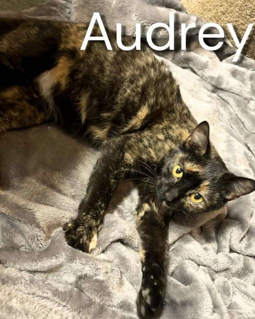 AUDREY HEPBURN - Domestic Short Hair / Domestic Short Hair available for adoption