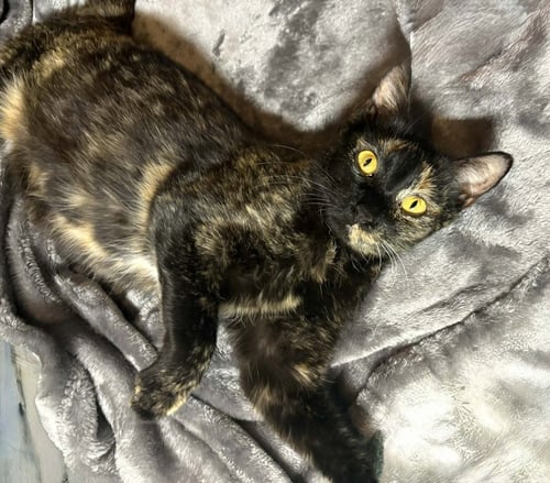 AUDREY HEPBURN - Domestic Short Hair / Domestic Short Hair available for adoption