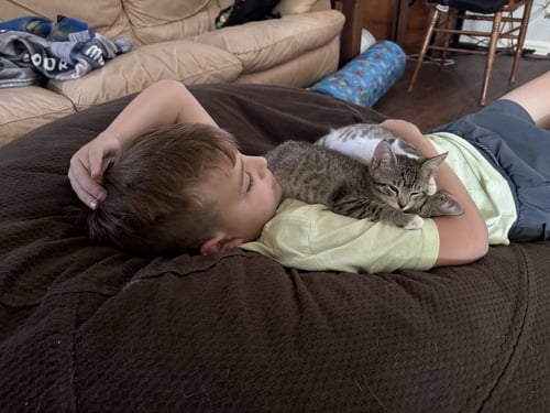 FRANKIE ROOSEVELT - Domestic Short Hair / Domestic Short Hair available for adoption