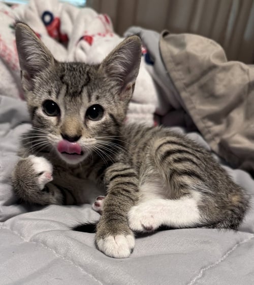 FRANKIE ROOSEVELT - Domestic Short Hair / Domestic Short Hair available for adoption