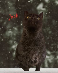 Jack - Photo 2