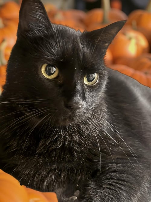 JACK - Domestic Short Hair / Domestic Short Hair available for adoption