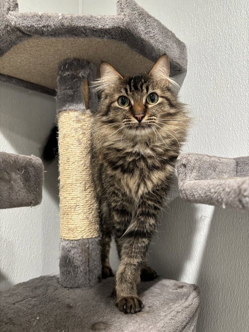 PABLO - Domestic Medium Hair / Domestic Medium Hair available for adoption