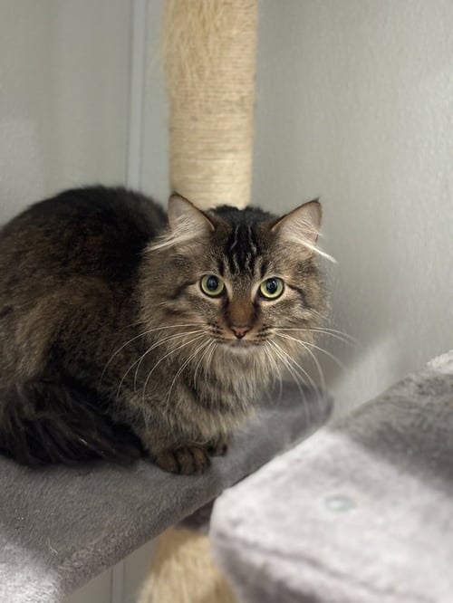 PABLO - Domestic Medium Hair / Domestic Medium Hair available for adoption