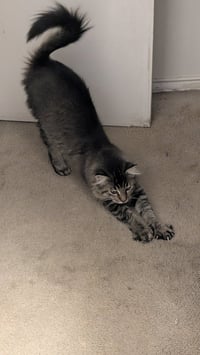 Pablo - Photo 4