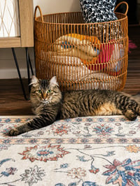 Pablo - Photo 4