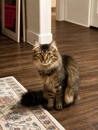 Pablo - Photo 3