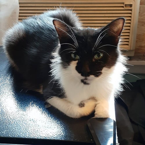 ALLEGRA - Domestic Medium Hair available for adoption