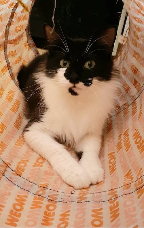 ALLEGRA - Domestic Medium Hair available for adoption