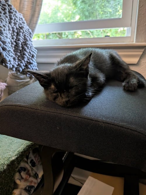 EXTRA SAUCE - Domestic Short Hair / Domestic Short Hair available for adoption