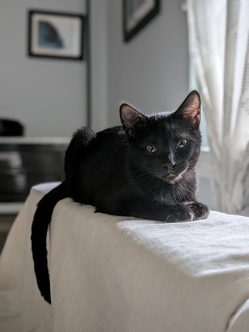 EXTRA SAUCE - Domestic Short Hair / Domestic Short Hair available for adoption