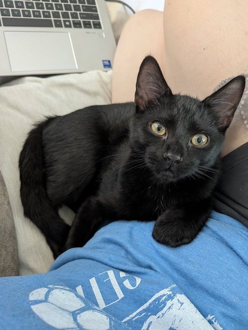 EXTRA SAUCE - Domestic Short Hair / Domestic Short Hair available for adoption