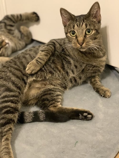POPPY LLOYD - Domestic Short Hair / Domestic Short Hair available for adoption