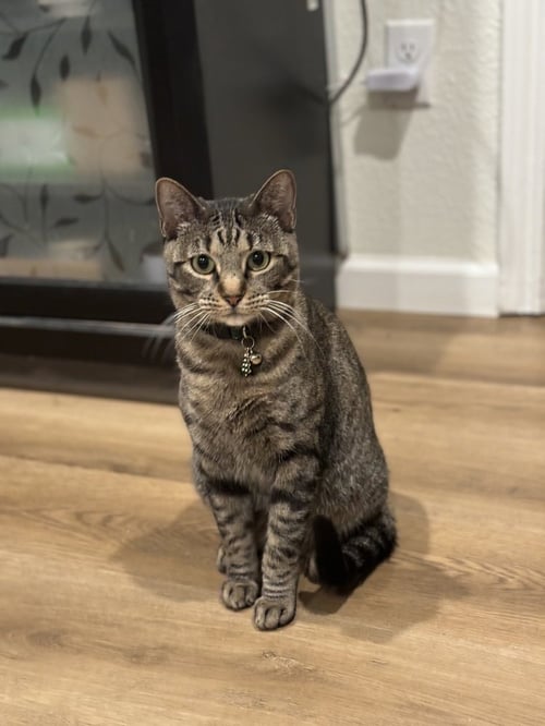 POPPY LLOYD - Domestic Short Hair / Domestic Short Hair available for adoption