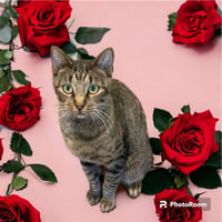 Poppy Lloyd - Photo 3