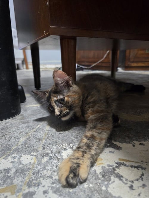 PROZAC - Domestic Short Hair / Domestic Medium Hair available for adoption