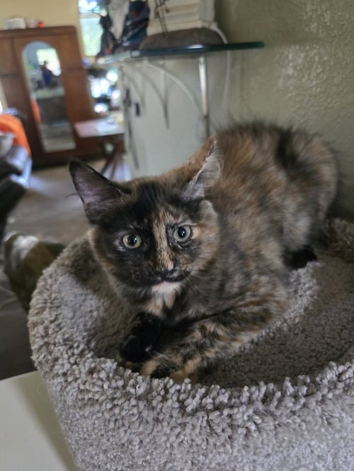 PROZAC - Domestic Short Hair / Domestic Medium Hair available for adoption