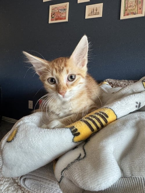 TOTE - Domestic Short Hair / Domestic Short Hair available for adoption