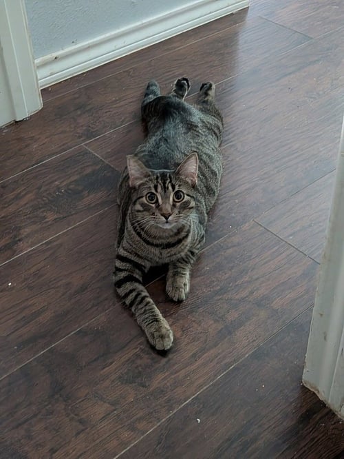BENY-DRYL - Domestic Short Hair / Domestic Short Hair available for adoption