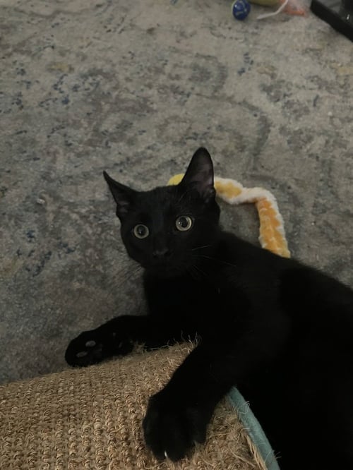 WOODFORD - Domestic Short Hair / Domestic Short Hair available for adoption