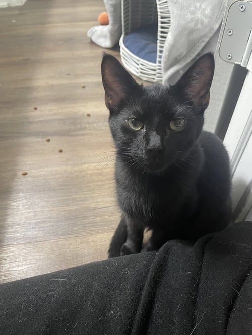WOODFORD - Domestic Short Hair / Domestic Short Hair available for adoption