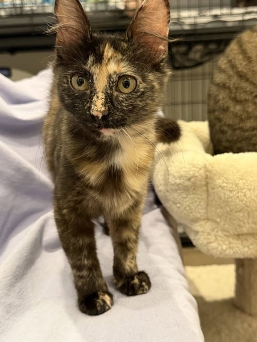 KORONA - Domestic Short Hair / Domestic Medium Hair available for adoption