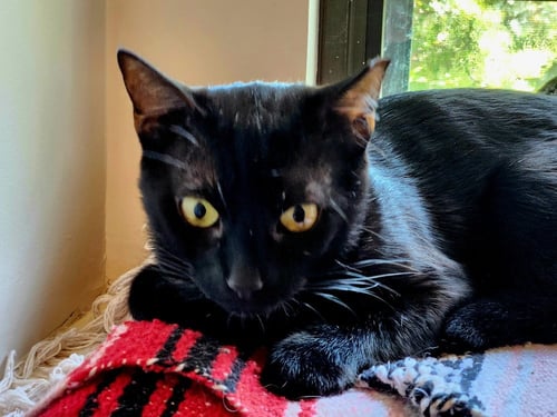 ALICE - Domestic Short Hair / Domestic Short Hair available for adoption